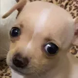 PDFify bot
