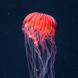 Github Releases