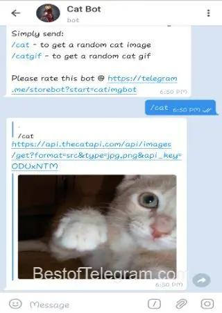 Cat Bot preview 2