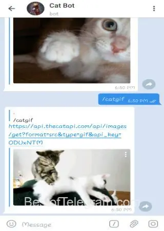 Cat Bot preview 3