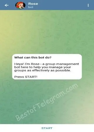 Rose preview 1