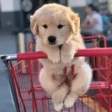 Cute Animals channel