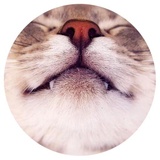 Nice Cats
