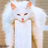 Sticker 57