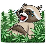 Criminal Raccon sticker pack