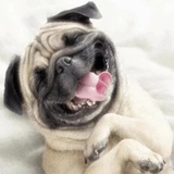 Funny Animals