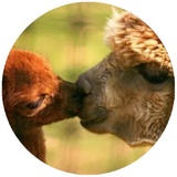 Sticker 16
