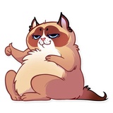 Kooky Cat