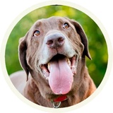 Chocolate Dog