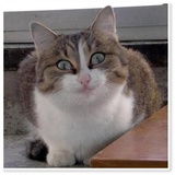 Sticker 35