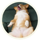 Dogs